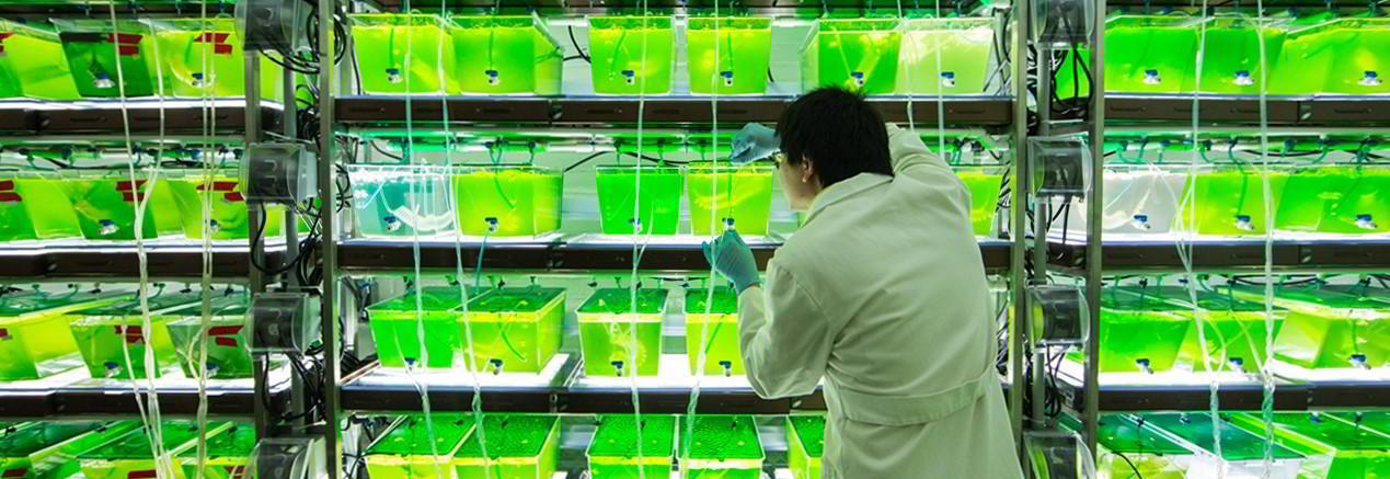 El biocombustible y su implementación